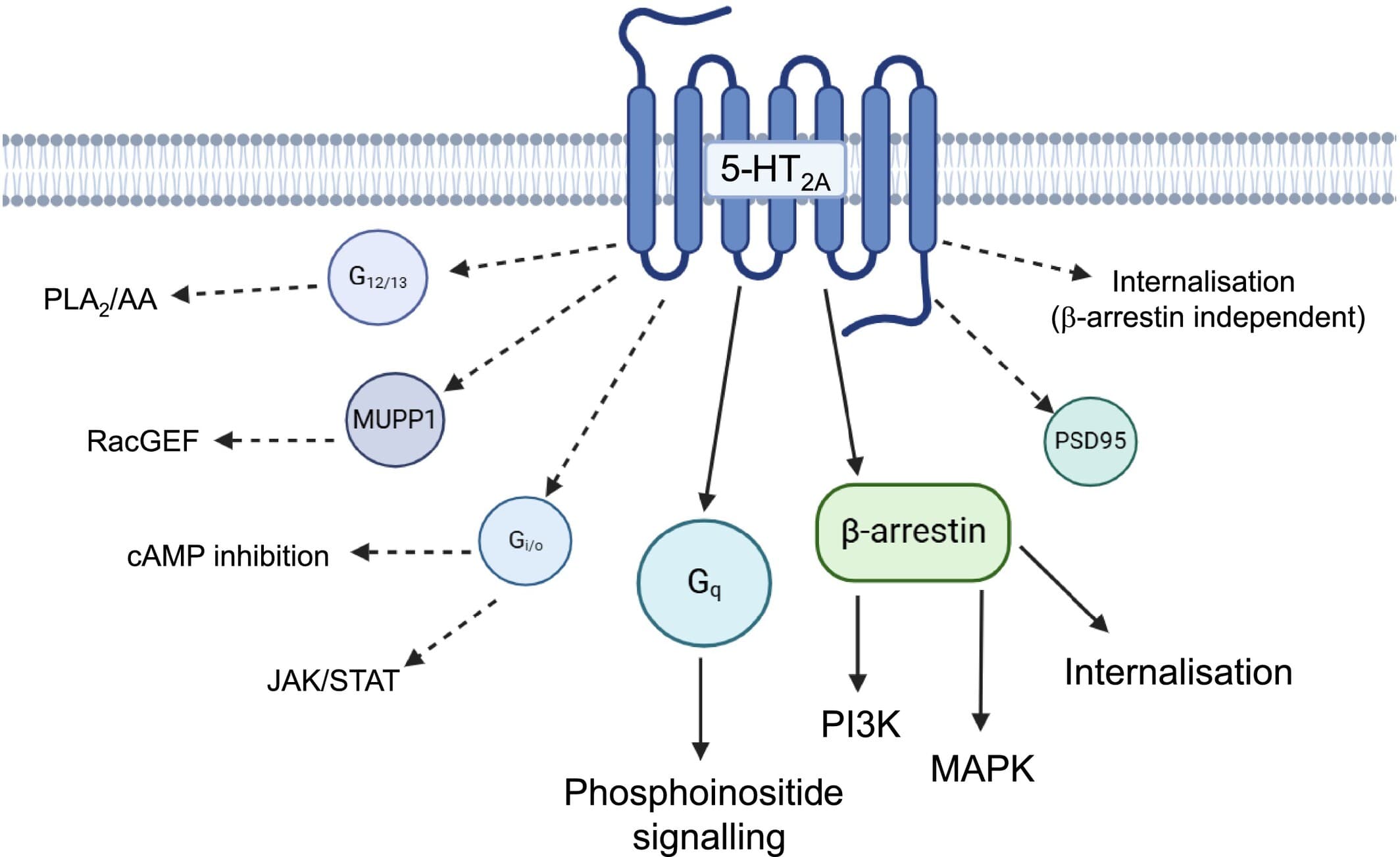 5HT2A 受體活化的訊號路徑