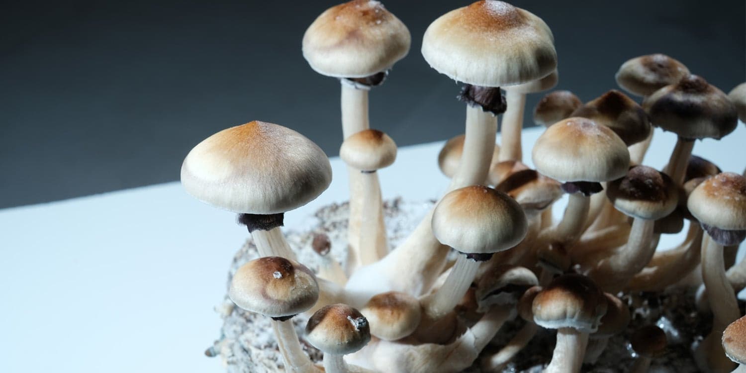 雌激素水平可能決定大腦對啟靈藥的反應,新動物研究指出
